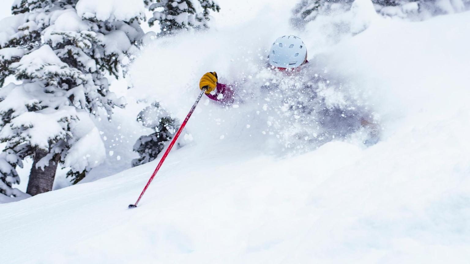 Tree powder skiing